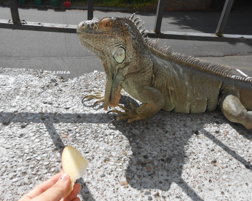 iguanamouth:she eats