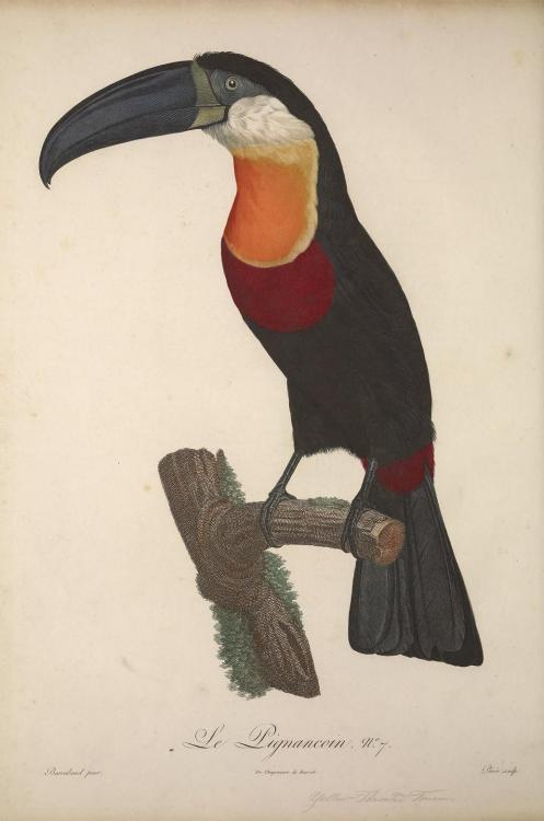 Toucans, perhaps best known for their colourful large beaks are birds from Ramphastidae family found