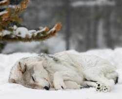 beautiful-wildlife:  Sleep In Heavenly Peace by Bob