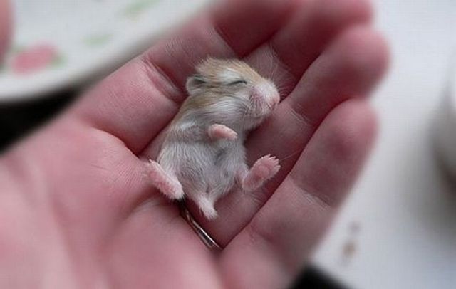 gabzgirl:  shesgotwhatittakes:  ackunkel:  How can you not reblog baby animals  I