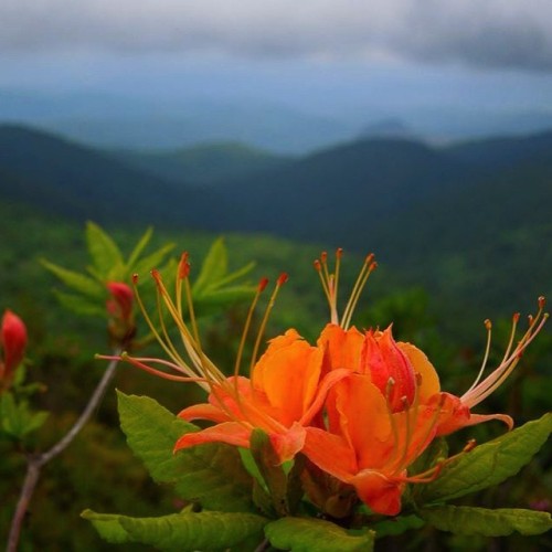 indefenseofplants: Flame azalea (Rhododendron calendulaceum) in bloom at Black Balsam Knob. #azalea 