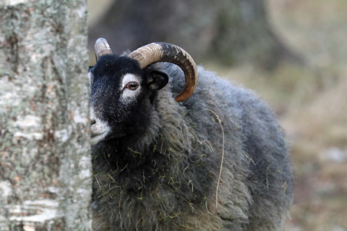 More pictures of the beautiful Gute sheep.The Gute (Swedish: Gutefår) is a landrace-based bree