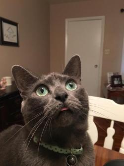 cutekittensarefun:My pretty Hazel, queen of the blep