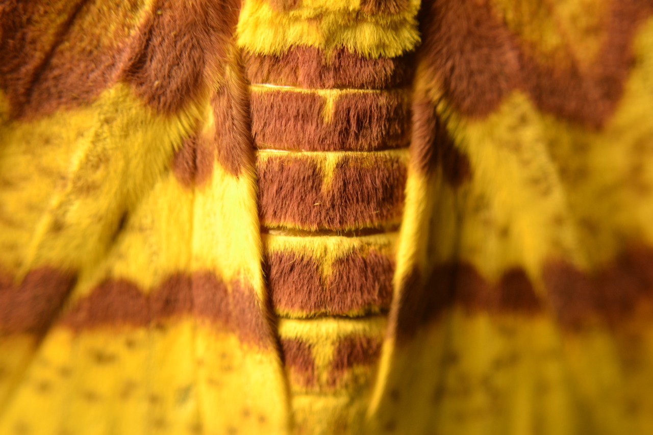 cjwhiteshizzle:  Female Imperial Moth :D