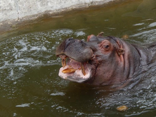 Hippopotamus