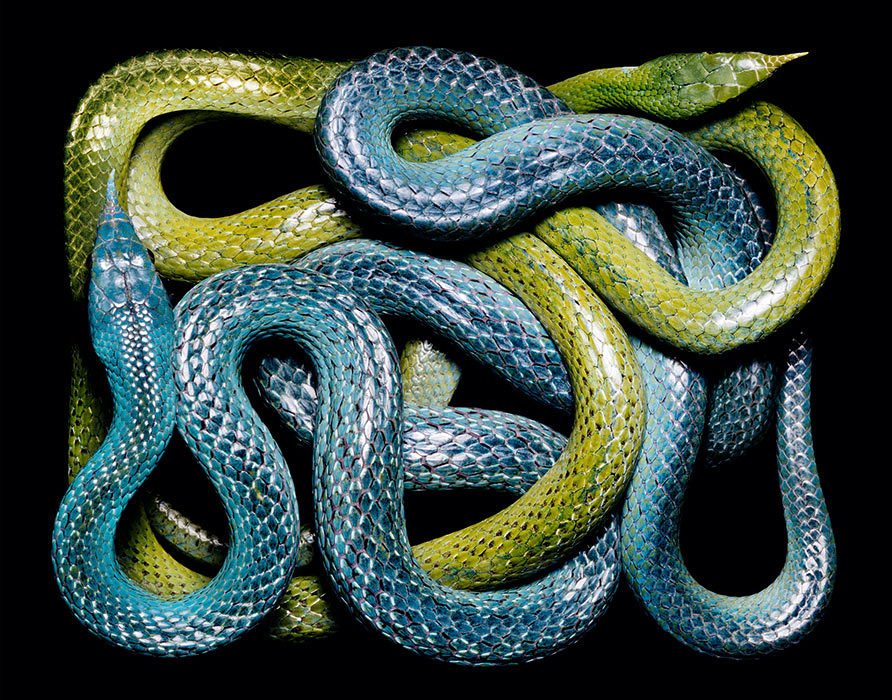 brainalize:  Snakes in squares by Guido Mocafico. 