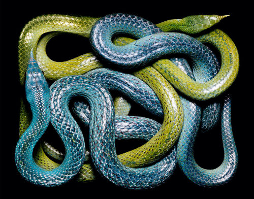 brainalize:  Snakes in squares by Guido Mocafico. 