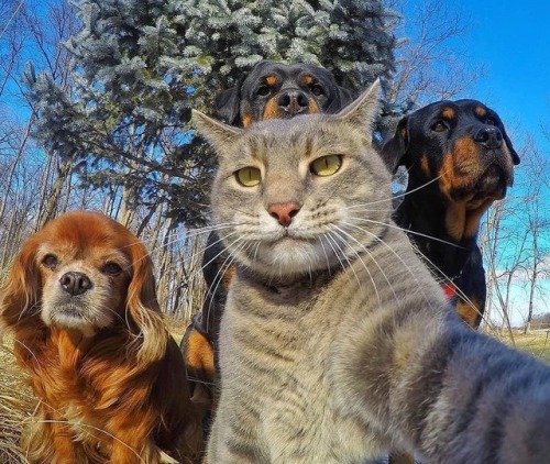 Porn aww-so-pretty:  This cat have better selfies photos