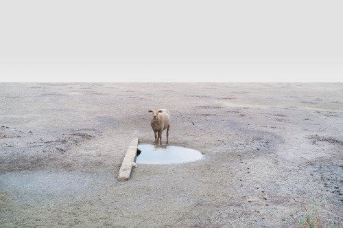 arpeggia:  Petros Koublis - In Dreams Click on each image for details.