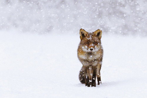 Fox in the Snow by Roeselien Raimond on Flickr.