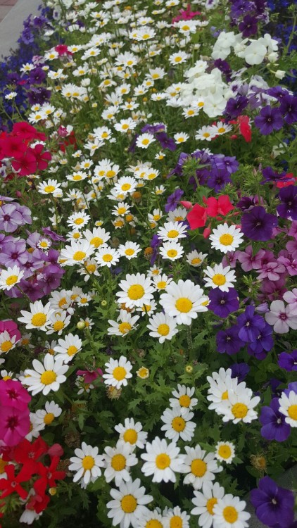 babiepetals:pizza and flowers makes for a really good day ☁