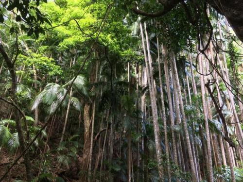 effingnatureporn:Tall palm trees and vines, Queensland rainforest, Australia. [OC 2448 x 3264] Enjoy