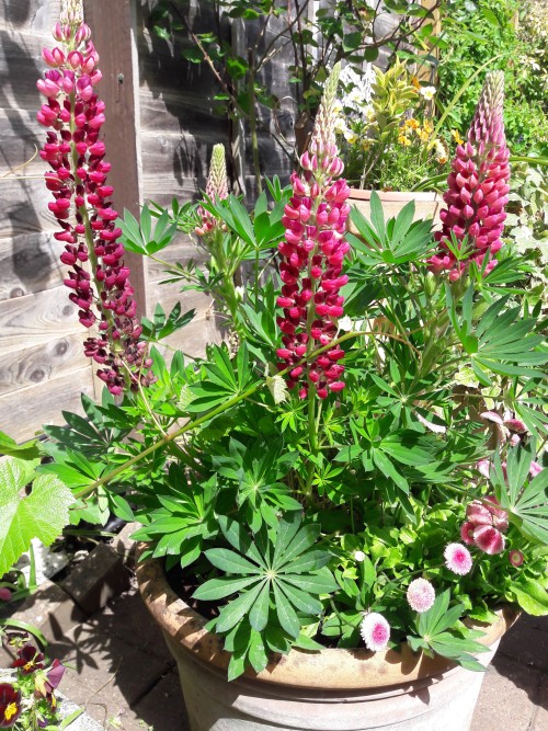 Self seeded lupin amongst the bellis daisys. My garden May 2020