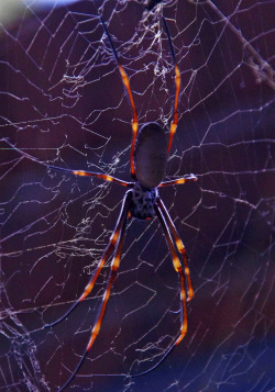 paintedwolfart: Golden Orb Weaver, Sydney