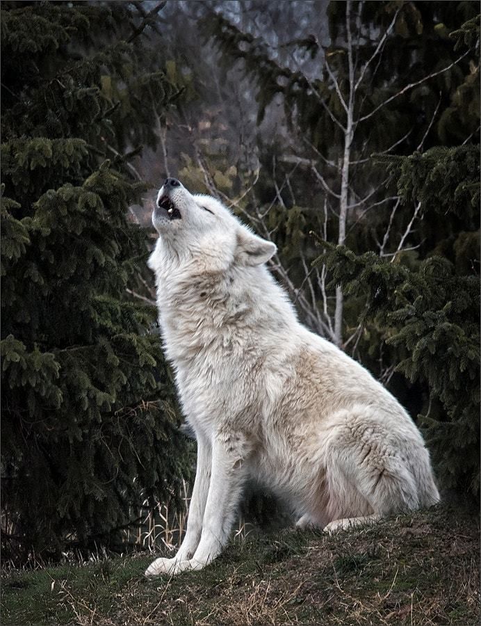 white wolves howling