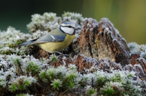 cuiledhwen:a blue tit in winter. by Jean-luc Parmentier on 500px                    