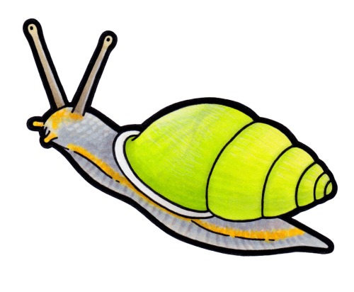 Temasek Green Tree Snail (Amphidromus atricallosus temasek)The genus name Amphidromus refers to a ve