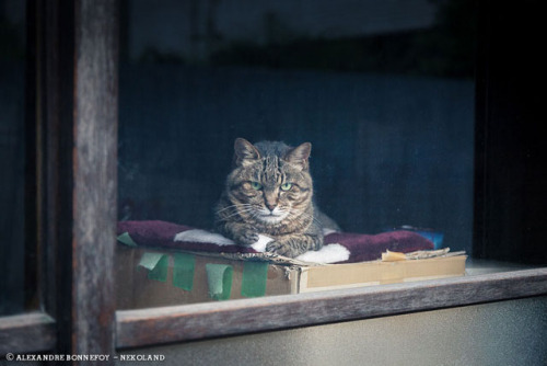 japontotal:  Fotógrafo francés redescubre a los gatos callejeros en Japón El fotógrafo profesional Alexandre Bonnefoy viajó a Japón en busca de “fotografías de fauna urbana”, pero acabó creando una serie de curiosas capturas que muestran a