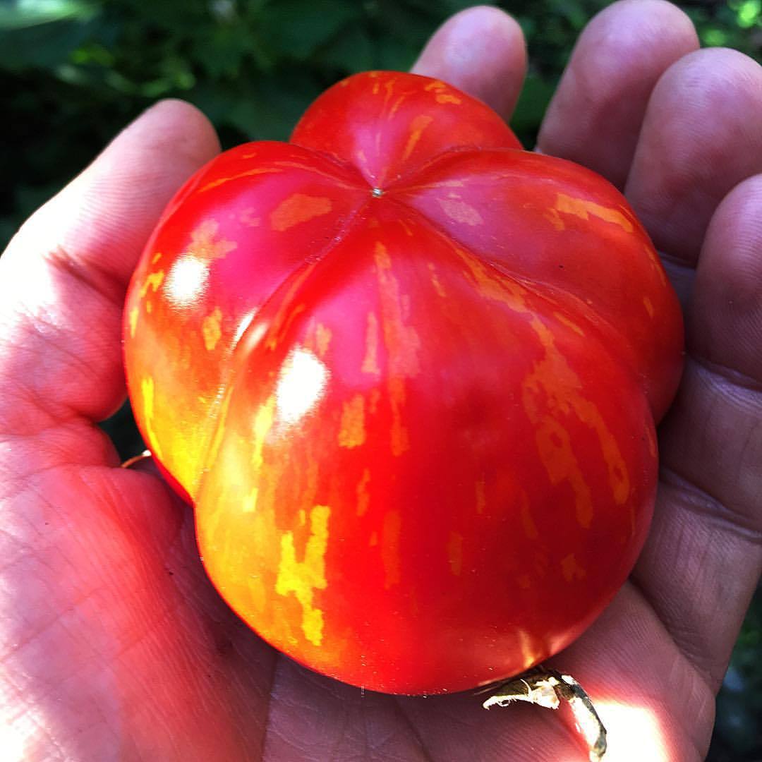 End of season tomato in the setting sun shot. #schimmeigstoo #schimmeigstootomato #stuffingtomato #tomwagner #roughwoodseedcollection #southwestphillygrown #seedsaving #heirloomtomatoes