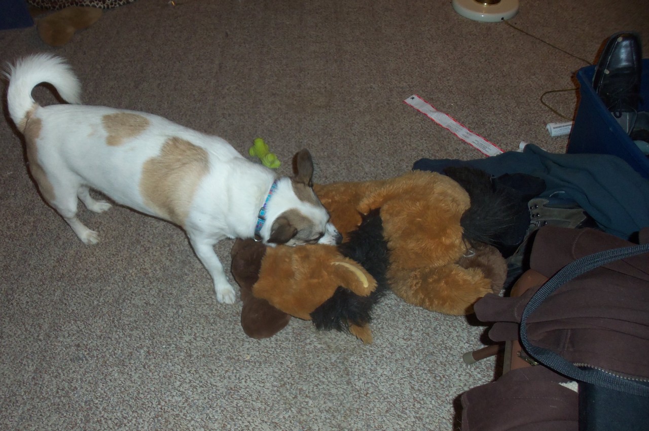 I wasn&rsquo;t lying&hellip;Mack walking around the house with his horse.