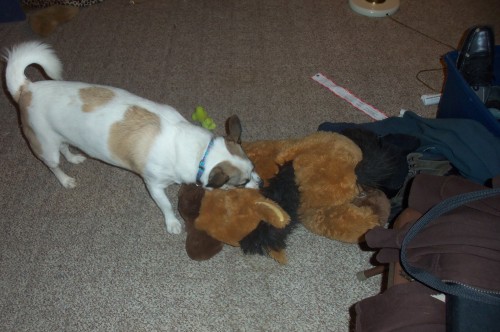 I wasn’t lying…Mack walking around the house with his horse. I grabbed the camera and followed him around the house, taking what I could. Molly was very unimpressed. 