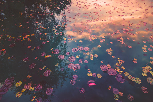 milamai: Dreaming of Monet (by Milamai)