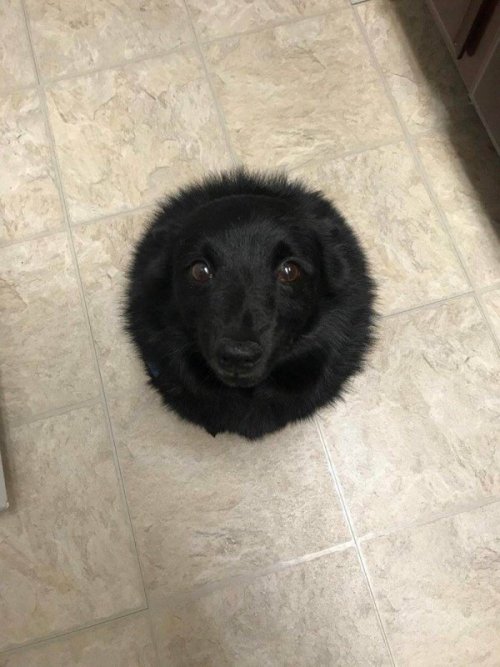 the-davest-of-uncles:If you gaze into the abyss, the abyss wants a cookie. So cute &lt;3