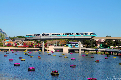 thedoseofdisney: Monorail by disneylori