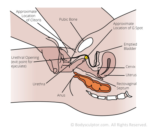 Porn thebasicsofsex:  Finding your G-spot may photos