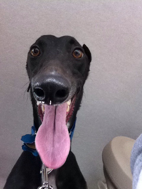 awwww-cute:  Meet Donald. He’s a rescue greyhound from the racing tracks and looks like a bowling pin. (Source: http://ift.tt/2yvtjQM)  💚💚💚