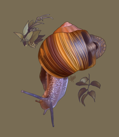 skull snail