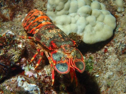 lovingexotics:Regal Slipper Lobster Arctides regalis Source: Here