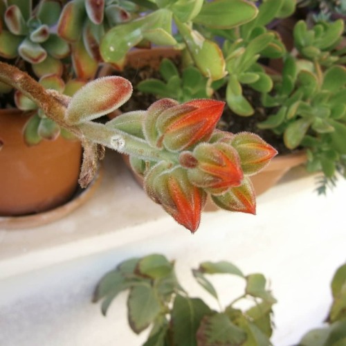 Echeveria pulvinata bud!!!! If you want to see pulvinata in full blooms go to my channel. Link in my