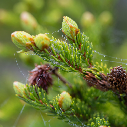 ariweinklephotography:Webbing.