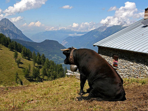 babyanimalgifs: Cows sitting like dogs. That is all. Please enjoy. via @sadanduseless