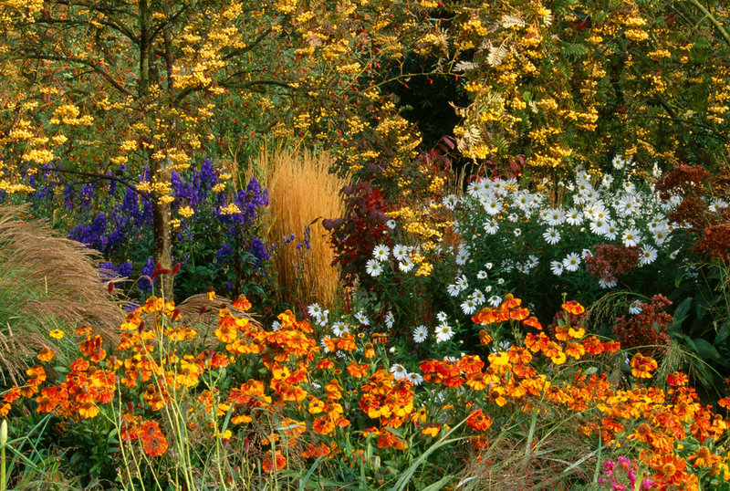 floralls:    PETTIFERS GARDEN, OXFORDSHIRE   by  Clive Nichols     