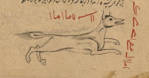 It might be a jackal! LJS 414, Astrological compendium, fol. 149v. Written at the madrasah of ʻAlī 