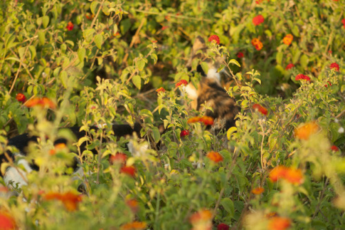 smolboy:i found two cats playing in some flowers, i think they’re in love