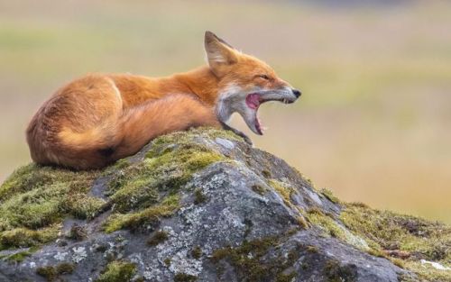 Submit to our 16th annual photo contest, open now!Deadline: November 30 Photo of the Day: Tongue-Tie