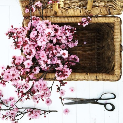 Moodboards: Celebration of Pink and Spring | by Tracey