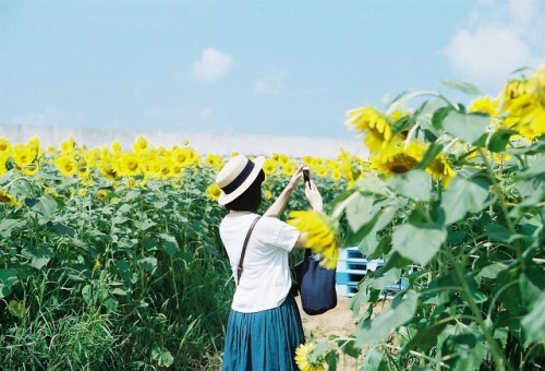 Sunflower.2017