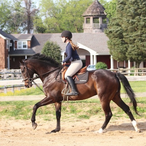 horse show