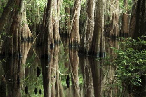 birdonwing: odditiesoflife: The Sunken Forest of Caddo Lake Caddo Lake is home to living trees that 