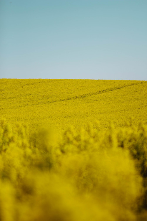 rapeseeds