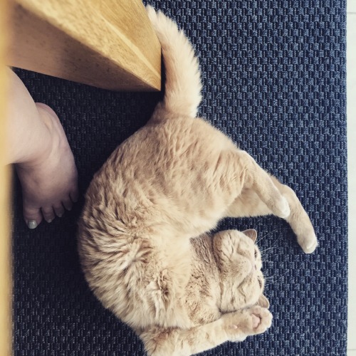 Catrobatics