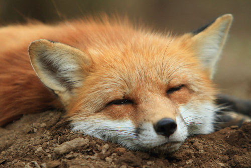 XXX expeliamuswolfjackson:  red foxes at the photo