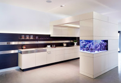 life1nmotion:  Charming wall aquarium design.