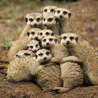 Huddle