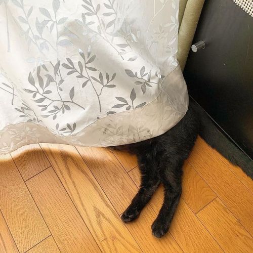 カーテンの裏に隠れるのが好きなウルさん。#cat #photocat #neko #猫 #ネコ #黒猫 #クロネコ #blackcat https://www.instagram.com/p/B2vP