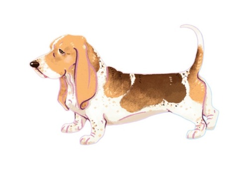 i love basset hound